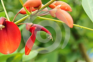 Erythrina variegata flower