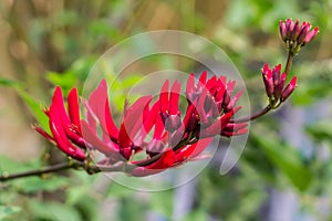 Erythrina variegata (Parichat flowers)