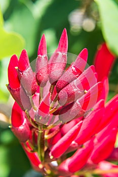 Erythrina variegata (Parichat flowers)