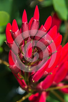 Erythrina variegata (Parichat flowers)