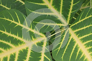 Erythrina variegata plant on farm photo