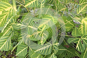 Erythrina variegata plant on farm photo