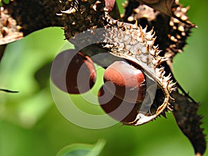 Erythrina x bidwillii (Shrub Coral Tree)