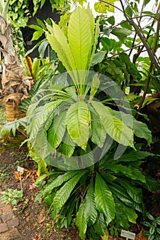 Erythrochiton Brasiliensis plant in Zurich in Switzerland