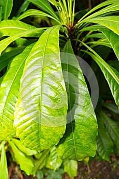 Erythrochiton Brasiliensis plant in Zurich in Switzerland