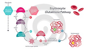 Erythrocyte glutathione enzymatic pathway vector illustration graphic