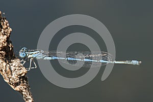 Erythromma lindenii goblet-marked damselfly kind of deep blue color with black bands and blue eyes present in bodies of stagnant