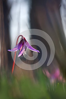 Erythronium dens-canis.