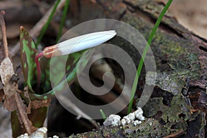 Erythronium dens-canis - Bud