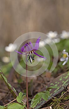 Erythronium dens-canis, the dog`s-tooth-violet European native flower