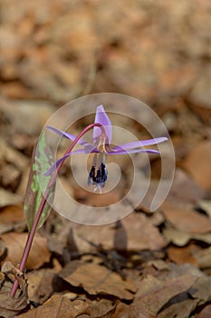 Erythronium dens-canis, Dog`s tooth violet, Fawn lilies