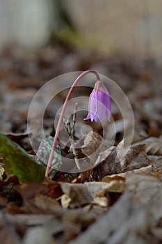 Erythronium dens-canis, Dog`s tooth violet, Fawn lilies