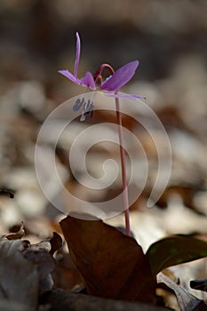 Erythronium dens-canis, Dog`s tooth violet, Fawn lilies