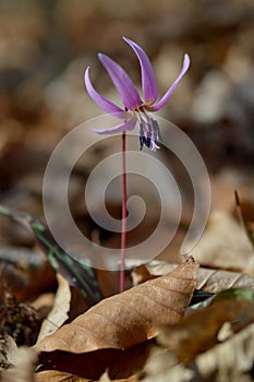 Erythronium dens-canis, Dog`s tooth violet, Fawn lilies