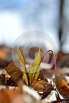 Erythronium dens-canis, Dog`s tooth violet, Fawn lilies