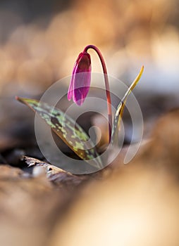 erythronium dens-canis or the dog's-tooth-violet pink flower at sunset - spring coming