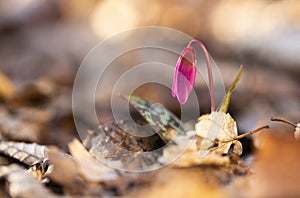 erythronium dens-canis or the dog's-tooth-violet pink flower at sunset - spring coming