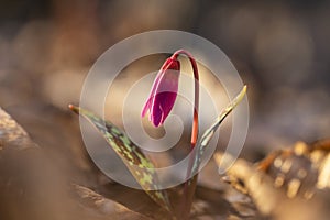 erythronium dens-canis or the dog's-tooth-violet pink flower at sunset - spring coming