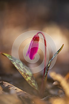 erythronium dens-canis or the dog's-tooth-violet pink flower at sunset - spring coming