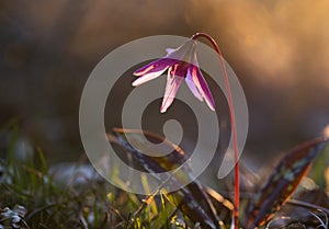 erythronium dens-canis or the dog's-tooth-violet pink flower at sunset - spring coming