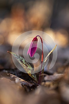 erythronium dens-canis or the dog's-tooth-violet pink flower at sunset - spring coming
