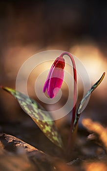 erythronium dens-canis or the dog's-tooth-violet pink flower at sunset - spring coming