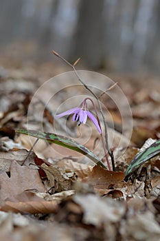 Erythronium dens-canis, Dog`s tooth violet, wildflower