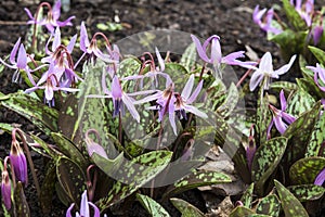 Erythronium dens-canis or dogtooth violet
