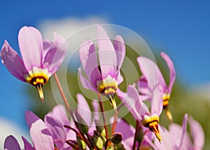 Erythronium dens-canis