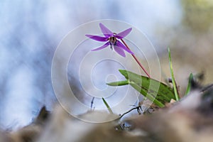 Erythronium dens-canis flower taken from a low angle perspective