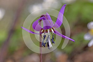 Erythronium dens-canis, a woodland flowering plant in the Lily family Liliaceae.