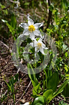 Erythronium montanum; Avalanche Lily; Mt Rainier National Park