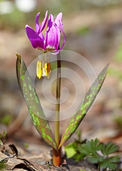 Erythronium sibiricum
