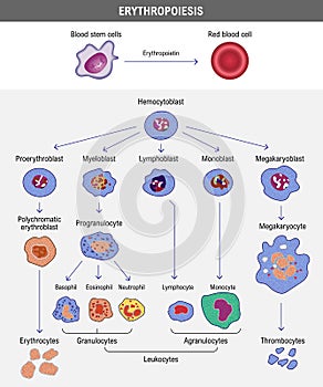 Erythropoiesis. The development of red blood cell. Erythrocyte photo