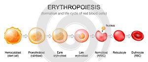 Erythropoiesis. red blood cells formation photo