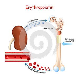 Erythropoietin and erythropoiesis