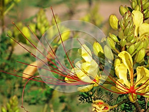 Erythrostemon gilliesii , bird of paradise flower