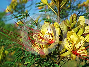 Erythrostemon gilliesii , bird of paradise flower