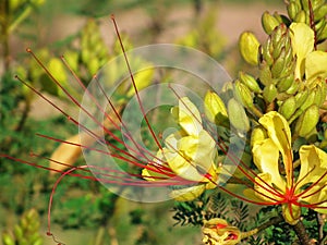 Erythrostemon gilliesii , bird of paradise flower photo