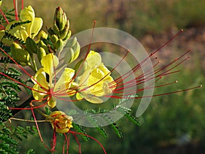 Erythrostemon gilliesii , bird of paradise flower photo