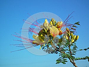 Erythrostemon gilliesii , bird of paradise flower in sky blue background