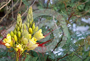 Erythrostemon Gilliesii or Bird Of Paradise shrub, yellow flower with long red stamen. Close up view