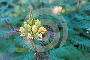 Erythrostemon gilliesii close-up outdoor picture