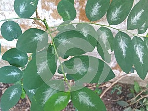 Erythroxylaceae or coca leaf in focus