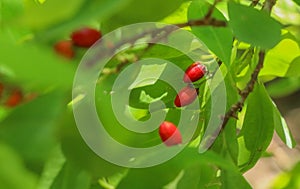 Erythroxylum coca at garden in Chiang Mai