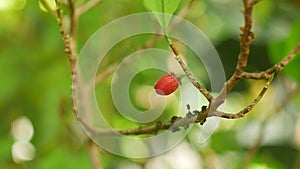 Erythroxylum coca, coca bush in a flowerpot in a tropical greenhouse, science research, plant ripe red fruit, leaf and