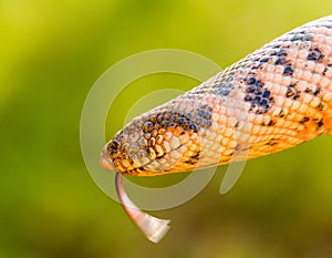 Eryx jaculus commonly known as javelin sand boa snake showing its tongue on a green background