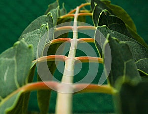 Escalera de hojas photo