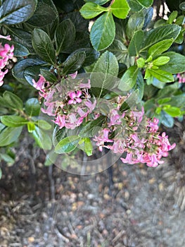 Escallonia 'Apple Blossom', Evergreen shrub with pink flowers