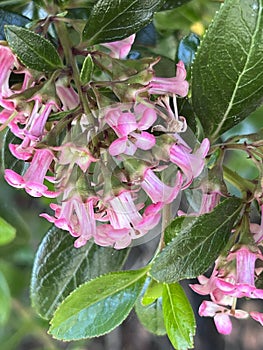 Escallonia 'Apple Blossom', Evergreen shrub with pink flowers